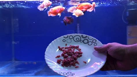 baby oscar fish food.